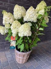 Hortensia Paniculata (pluimhortensia)