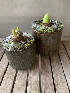 Amaryllis in pot