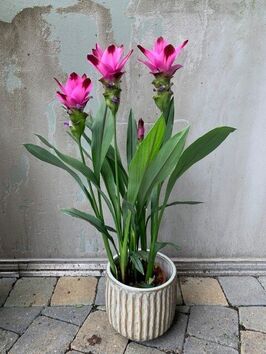 Curcuma Siam Splash