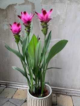 Curcuma Siam Splash