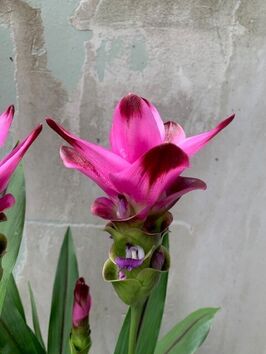 Curcuma Siam Splash