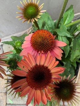 Echinacea Moodz