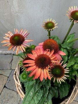 Echinacea Moodz