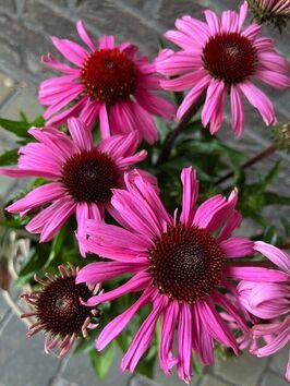 Echinacea Moodz