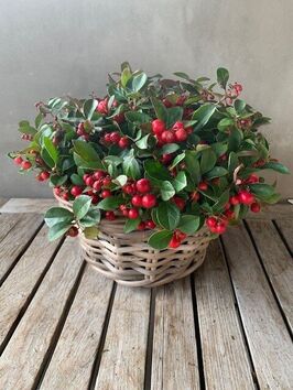 Gaultheria ( bergthee)