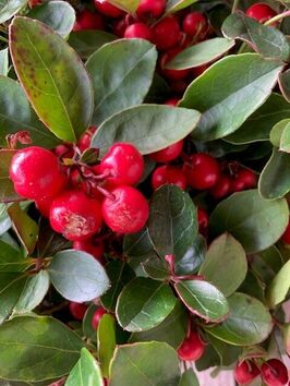 Gaultheria ( bergthee)