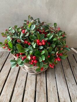 Gaultheria ( bergthee)