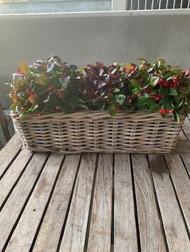 Gaultheria (bergthee)