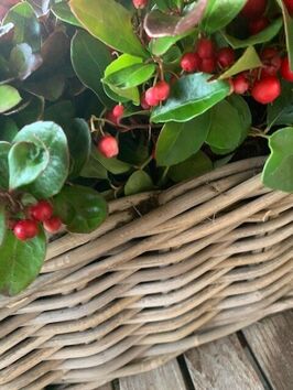 Gaultheria (bergthee)