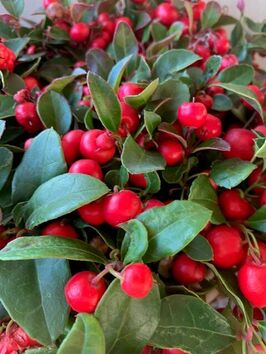 Gaultheria (bergthee)