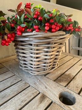 Gaultheria (bergthee)