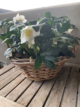 Helleborus Niger wit ronde mand