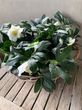 Helleborus Niger wit ronde mand