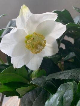 Helleborus Niger wit ronde mand