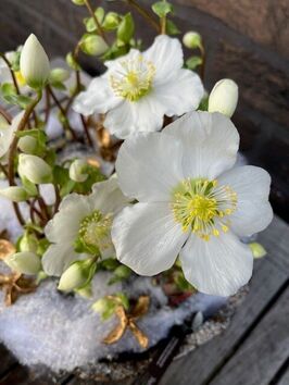 Helleborus 