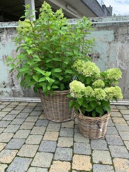 Hortensia Paniculata (pluimhortensia)