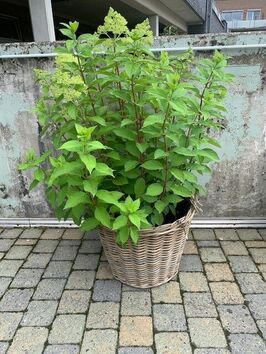 Hortensia Paniculata (pluimhortensia)