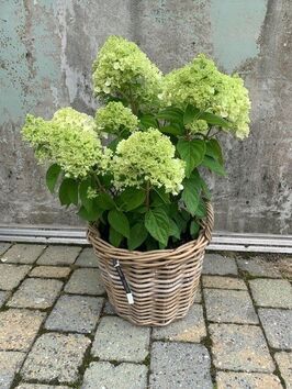 Hortensia Paniculata (pluimhortensia)