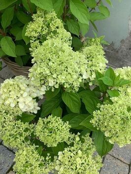 Hortensia Paniculata (pluimhortensia)