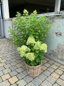 Hortensia Paniculata (pluimhortensia)