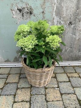 Hortensia Paniculata (pluimhortensia)