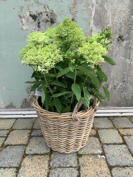 Hortensia Paniculata (pluimhortensia)