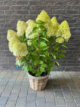 Hortensia Paniculata (pluimhortensia)