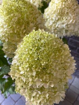 Hortensia Paniculata (pluimhortensia)