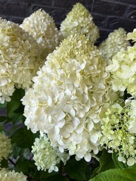 Hortensia Paniculata (pluimhortensia)