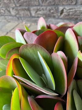 Kalanchoe Thyrsiflora plantenschaal