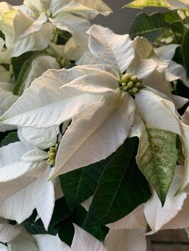 Kerstster (Poinsettia)