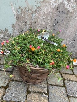 Portulaca