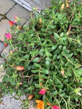 Portulaca