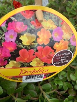 Portulaca