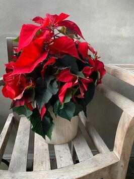 Rode Kerstster (Poinsettia)