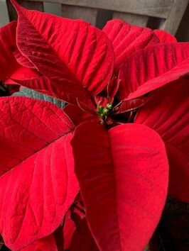 Rode Kerstster (Poinsettia)