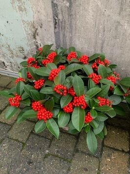 Skimmia Japonica 'Red Diamond'