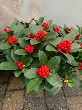 Skimmia Japonica 'Red Diamond'