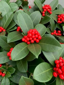 Skimmia Japonica 'Red Diamond'