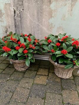 Skimmia Japonica 'Red Diamond'