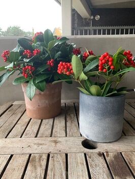 Skimmia Japonica 'Red Diamond'