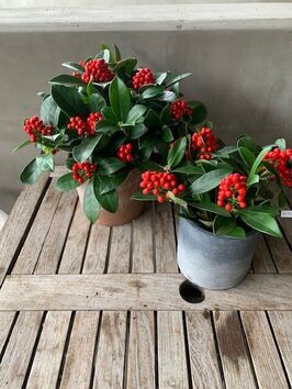 Skimmia Japonica 'Red Diamond'