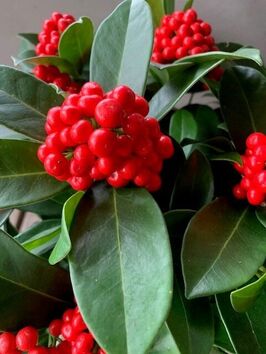 Skimmia Japonica 'Red Diamond'