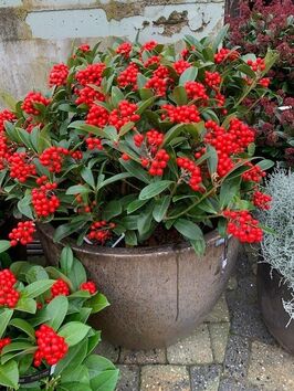 Skimmia Japonica 'Red Diamond'