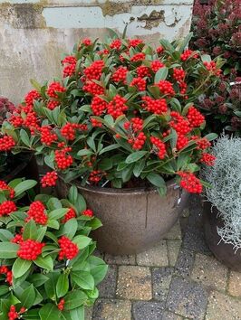 Skimmia Japonica 'Red Diamond'