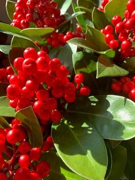 Skimmia Japonica 'Red Diamond'