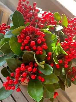 Skimmia Japonica 'Red Diamond'