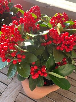 Skimmia Japonica 'Red Diamond'