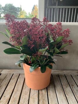 Skimmia Japonica Rubella