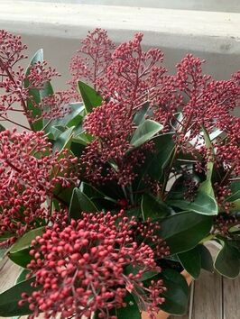 Skimmia Japonica Rubella